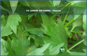 tu jardin en forma 9