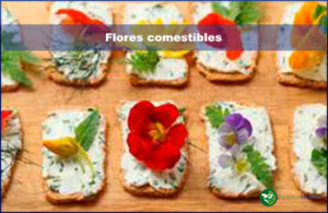 Flores comestibles