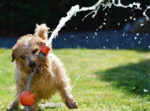 la orina de perro macho mata la hierba