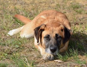 la orina de perro macho mata la hierba