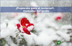 jardín en invierno y sus cuidados