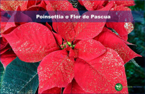 Poinsettia o flor de Pascua