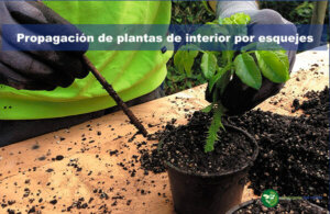 Propagación por esquejes de plantas de interior