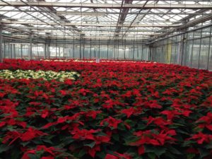 La Poinsettia florece en epoca de invierno debido al fotoperiodo