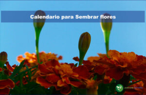 ¿Cuando Sembrar flores?