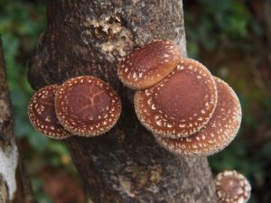 El Shiitake, cultivo de setas