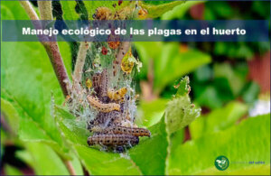 Manejo ecológico de las plagas en el huerto