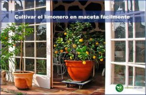 Forma fácil de cultivar limonero en maceta