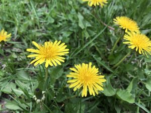 El césped en primavera y el control de las malezas