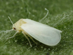 la plagas en el huerto- mosca blanca