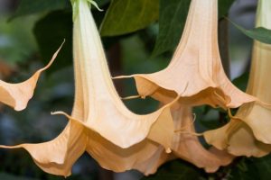 Plantas tóxicas para mascotas la trompeta de ángel