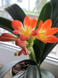 Plantas tóxicas en maceta la clivia