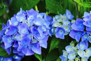 Plantas tóxicas para mascota la hortensia