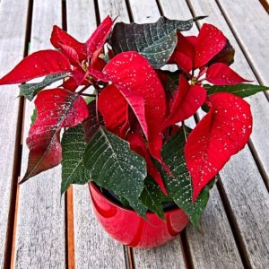 Las Poinsettias plantas tóxicas