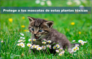 Plantas tóxicas para mascotas