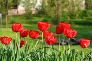 Tulipanes bolbos ornamentales plantas tóxicas