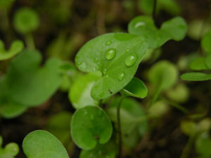 condiciones optimas para Dichondra repens