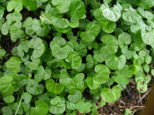 pisoteo en Dichondra repens