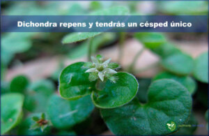 Dichondra repens y tendrás un césped único