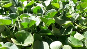 Dichondra repens y sus cuidados