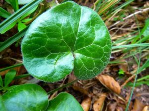 Dichondra repens y características de la planta