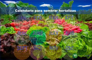 Práctico calendario para sembrar hortalizas