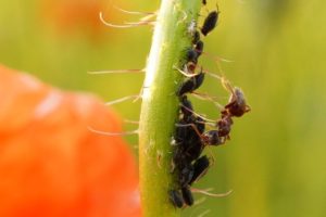 daños de las hormigas en nuestro jardín