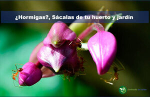 Hormigas en huerto y jardin