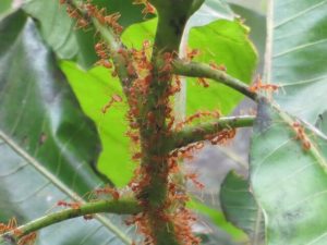 Las hormigas y el uso de insecticidas