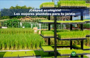 los mejores planteles de césped ecológico para tu jardín