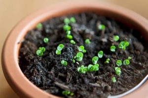 maceta para germinar canela