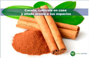 Canela, cultiva la en casa y añade aroma a tus espacios