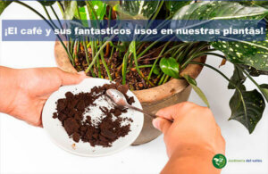 Fantàsticos usos del café en nuestras plantas