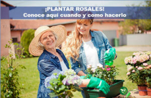 Plantar Rosales