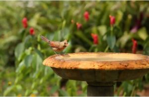 limpieza de jardín con bicarbonato de sodio