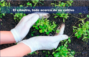 Todo lo que necesitas saber acerca del cultivo del cilantro