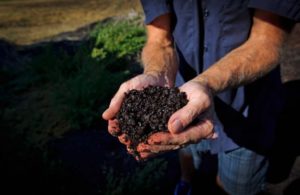 la fertilizaciòn en el cilantro