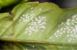 Uso de la leche en nuestro huerto y jardín como insecticida