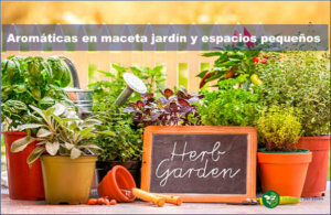 aromáticas en maceta para jardín y espacios pequeños