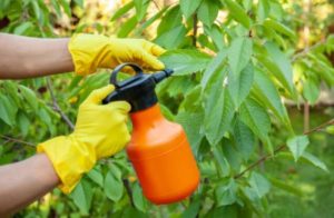 Uso como fungicida de la leche en nuestro huerto y jardín