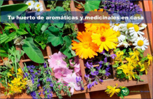 Tu huerto de aromáticas y medicinales en casa