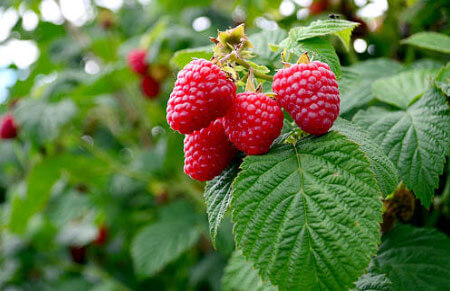 frutos del bosque frambuesa