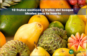 10 frutos exóticos y frutos del bosque