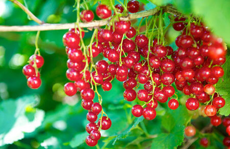 frutos del bosque grosella ecologica