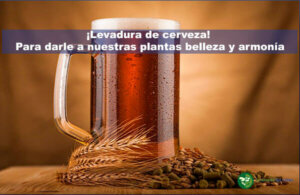 Levadura de cerveza