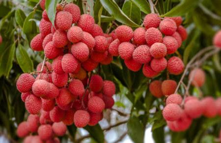 frutos exóticos litchi