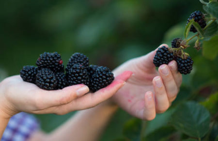 frutos del bosque mora