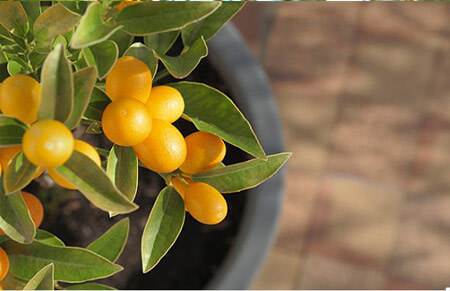 Kumquat Frutales cítricos