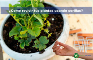 ¿como usar cerillas para revivir plantas?