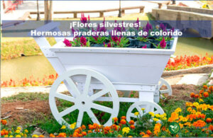 flores silvestres hermosas praderas